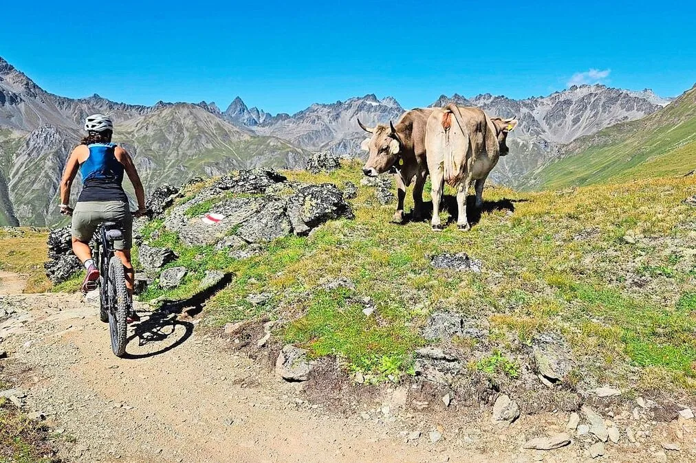 Immer mehr Mountainbikerinnen und -biker verbringen ihre Freizeit auf Trails, die über Alp- und Landwirtschaftsflächen führen. Entsprechend wichtig ist die Rücksichtnahme auf Natur und Vieh.