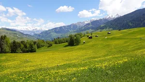 Die Forderungen des Bündner Bauernverbands bedeuten eine Reduktion der Anzahl Wolfsrudel im Kanton um mehr zwei Drittel.