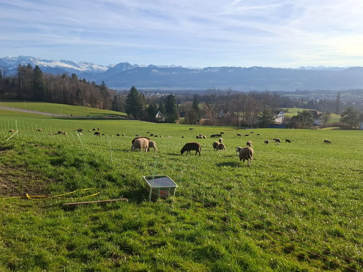 18 Grad im Februar: Was Bauern bei Gülle und Weiden jetzt beachten müssen