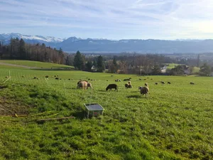 Grünstes Gras Ende Februar: Diese Schafe geniessen ihren ersten Weidegang.