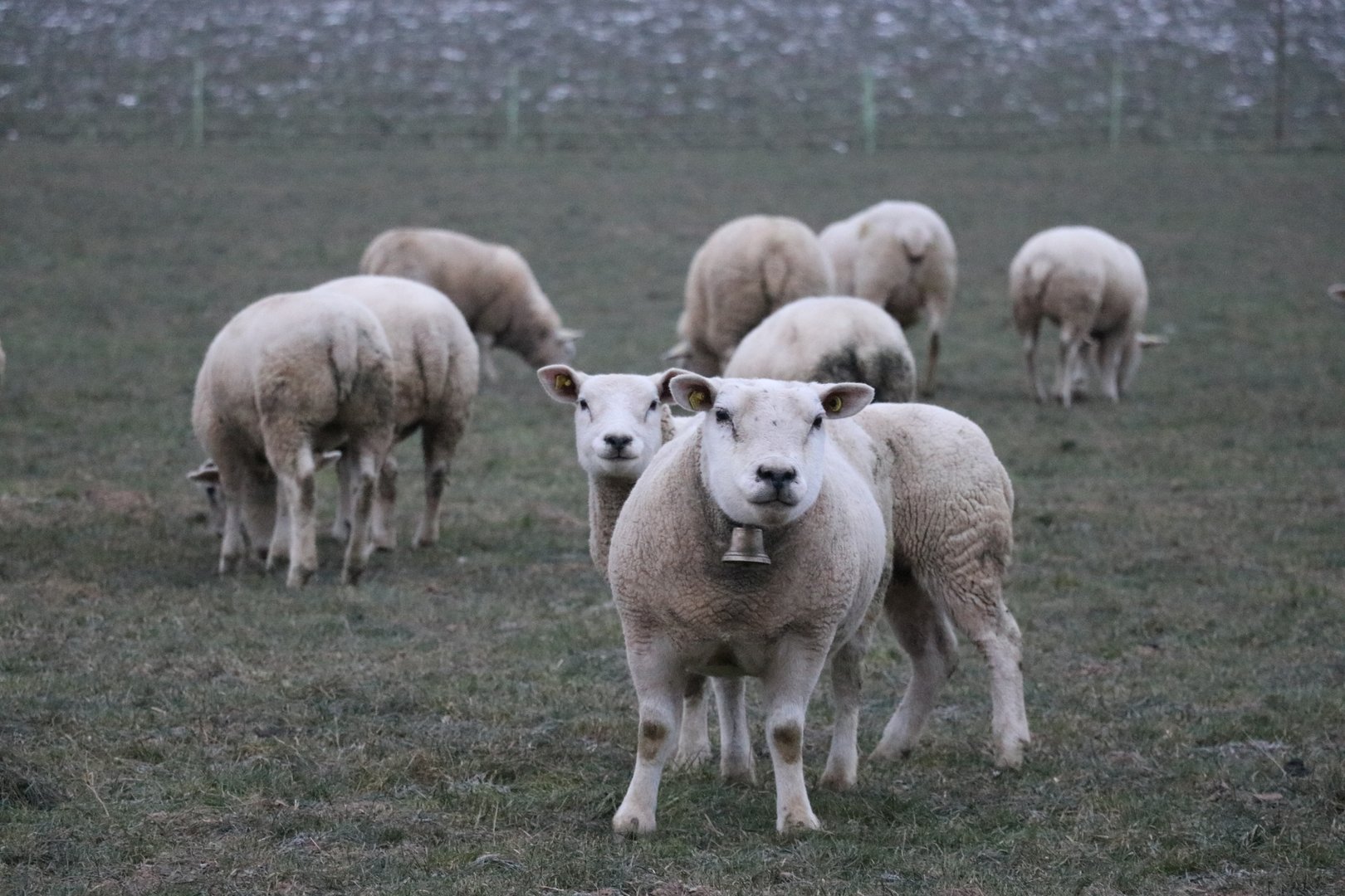 Schafe im Winter im Freien richtig halten und Meldungen vorbeugen