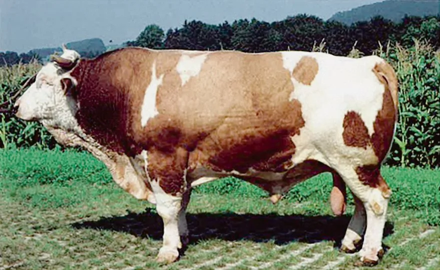 dd544eda5956b5b9b1bdb23199708e95b33d5dd1 Der Simmentalerstier Zimbo aus der Zucht von Hans Gerber, Oberwil, hatte grossen Einfluss auf die Reinzucht.