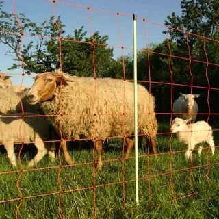 571e43b2ed4b40a03e1b3988d2561e69b0c1d79e Womöglich stand ein dreister Diebstahl am Anfang des Dramas. (Bild Tierzucht24.de)