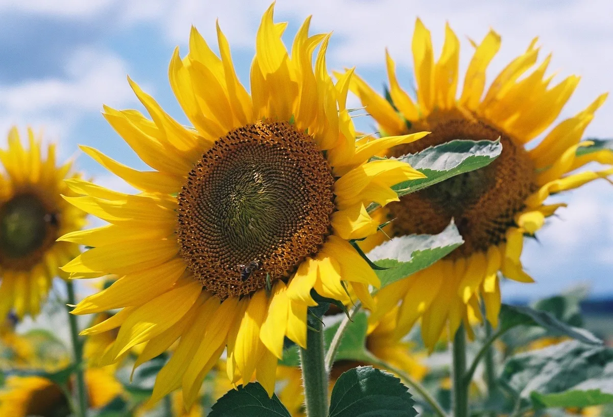 abd8aee69fc10c3844c1797e2dcd92d998c6b7cb Vier neue Sonnenblumen- und Sojasorten für die Ernte 2021
