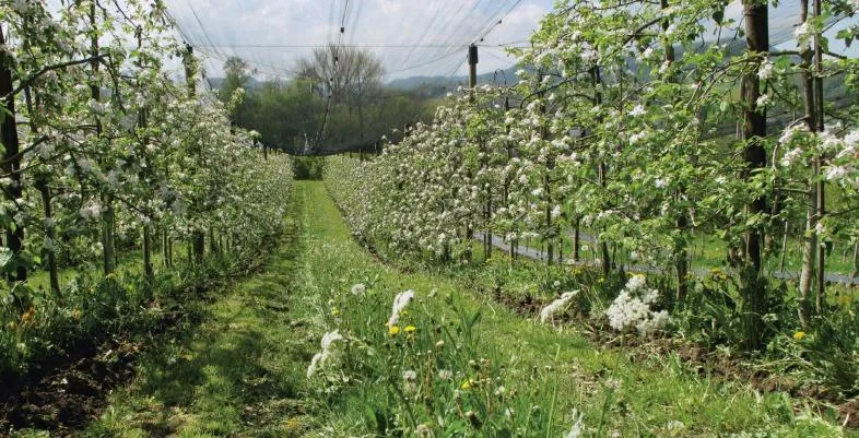 9e3f76748916380f95d34608bbc63142592e4f6b Um die Effizienz der Blühstreifen zu steigern, lohnt es sich, andere natürliche Elemente wie arten- und strukturreiche Hecken anzulegen. (Bild FiBL)