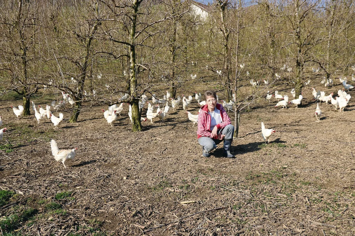 76ba55f6af72773f491b61a8838193aa8e54c89c Sonja Degen im Aussenbereich des Legehennenstalls. In jeglicher Hinsicht wird dem Tierwohl grösste Beachtung geschenkt.(Bild BB)