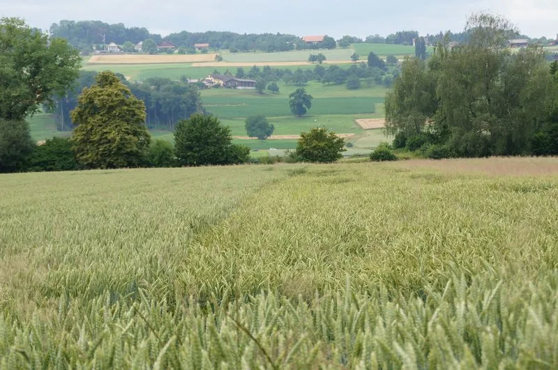 5c1191b9337b13c19aab1d63903a14c2c5913857 Beim Brotgetreide nimmt 2021 vor allem die Anbaufläche von Brotweizen zu. (Bild lid/ji)