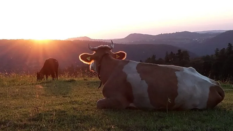 f6d6c4f82248c2acbf2c4713c01af5313c393e3c Die geplante Initiative fordert ein Enthornungsverbot. Die erste hatte Beiträge für nicht enthornte Tiere gefordert. (Bild Jean-Ulrich Sprunger/IG Hornkuh)