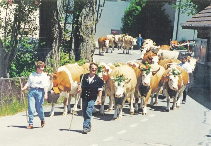 aebe3827622ffdfbdfbea980c1a64efa9c0778b3c58e02de2fb4620712c18585 Wurde im Alters- und Pflegeheim Frienisberg die jährliche Sichlete gefeiert, wurden auch die Kühe dafür geschmückt und man marschierte mit ihnen durch den Klosterhof.