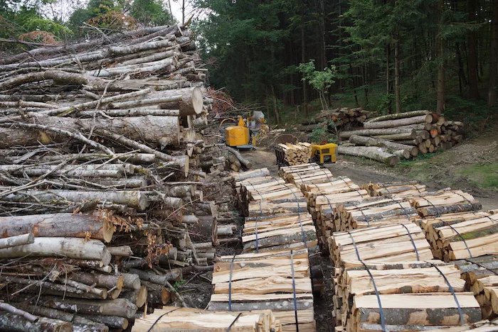 5f7332e3f89833fa7bb719a02b1f8466ce942404 Die Gefahr ist noch nicht vorüber: Liegen befallene Stämme im Wald, kann der Borkenkäfer vom gefällten Baum auf einen neuen, gesunden Baum übergehen. (Bild BauZ)