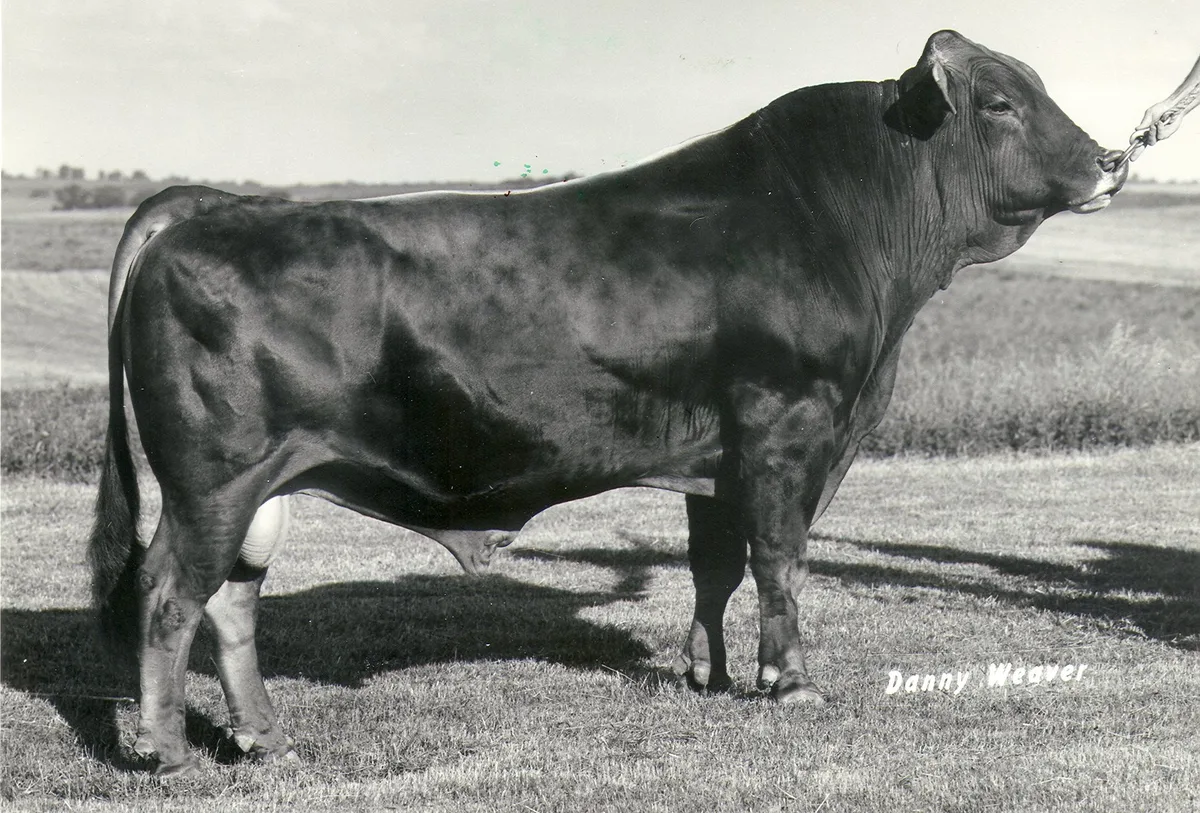 BVCH_I_152607_BS-Stier_West_Lawn_Stretch_IMPROVER_-_geb._02.05.1972 Aufschwung für das Braunvieh im neuen Zeitalter