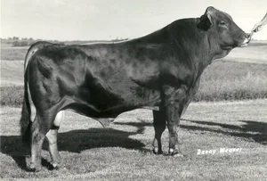 Der Brown-Swiss-Stier West Lawn Stretch IMPROVER. geboren am 2. Mai 1972.