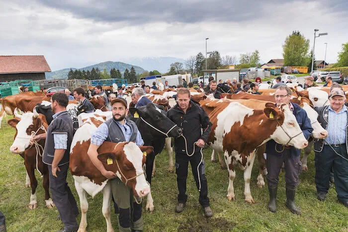 8e8a955e311e8e74662db0259917ebd877419c8c Eindrücke von der Auswahl der Kühe in Savigny VD für das «Fête des Vignerons». (Bilder Fête des Vignerons)
