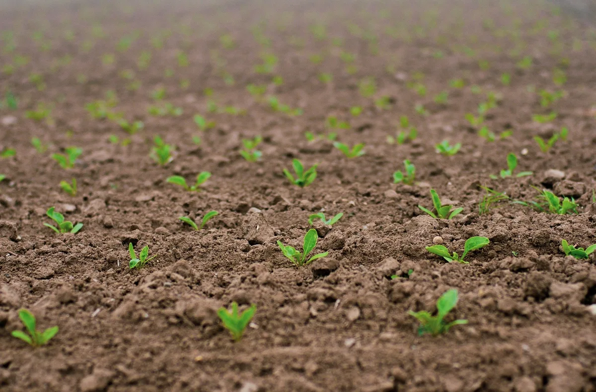 seedlings-gad71d1d52_1920 Die Bauern und die Umwelt