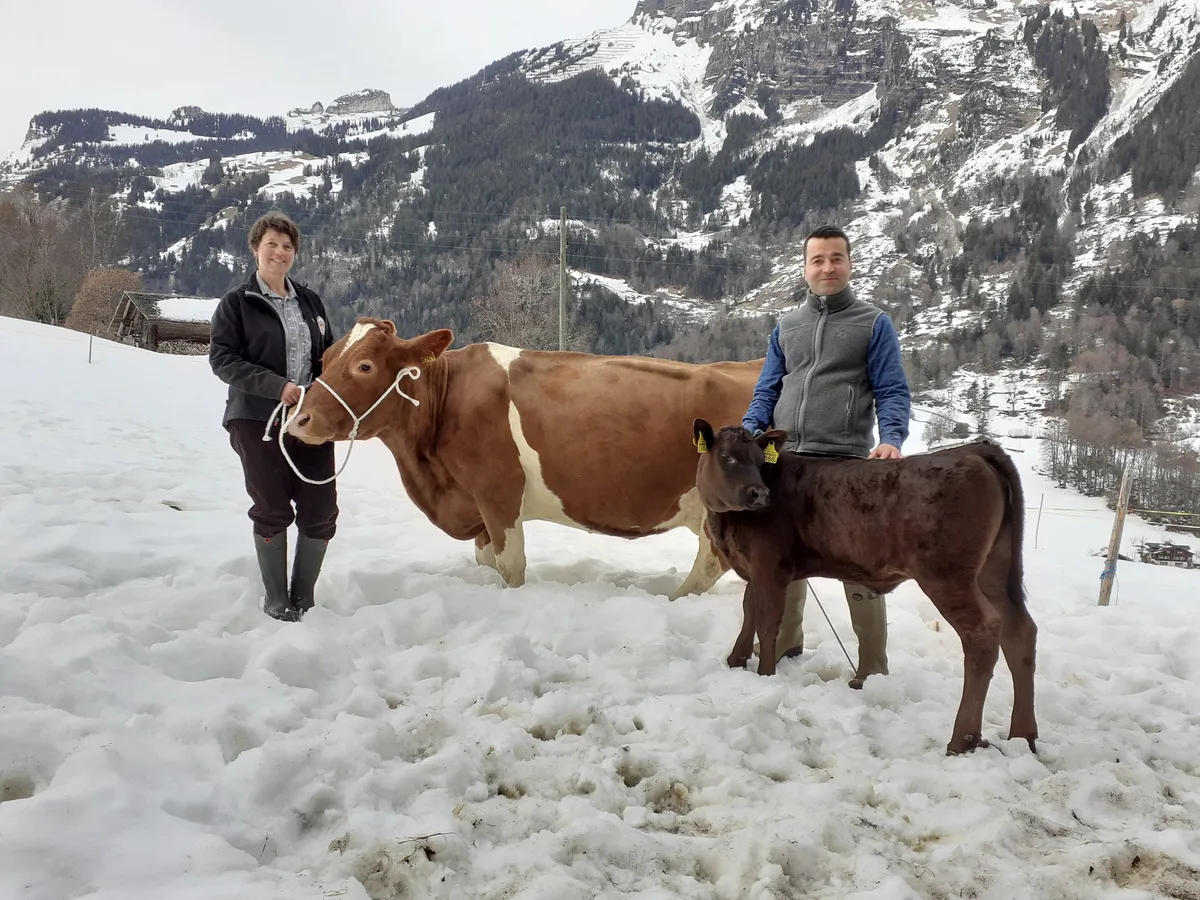 1591a914f8b5a3ad785d7fd2c60356f163655c81 Besitzerin Marianne Wyss und Tierarzt Cagri Binici freuen sich über die erfolgreiche Behandlung der Kuh Paloma und über das gesunde Kuhkalb Papaya. (Bild pd)