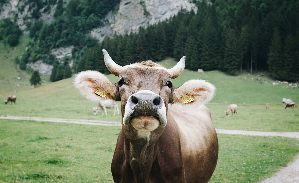 Milch aus der Schweiz braucht faire Spielregeln