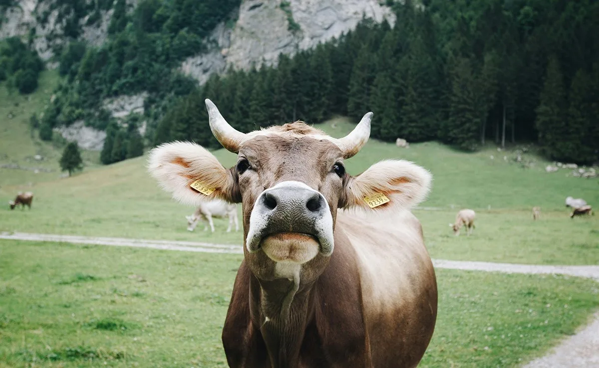kuhbild_resized Milch aus der Schweiz braucht faire Spielregeln