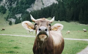 Faire Milchpreise sind in der Schweiz eine Seltenheit.
