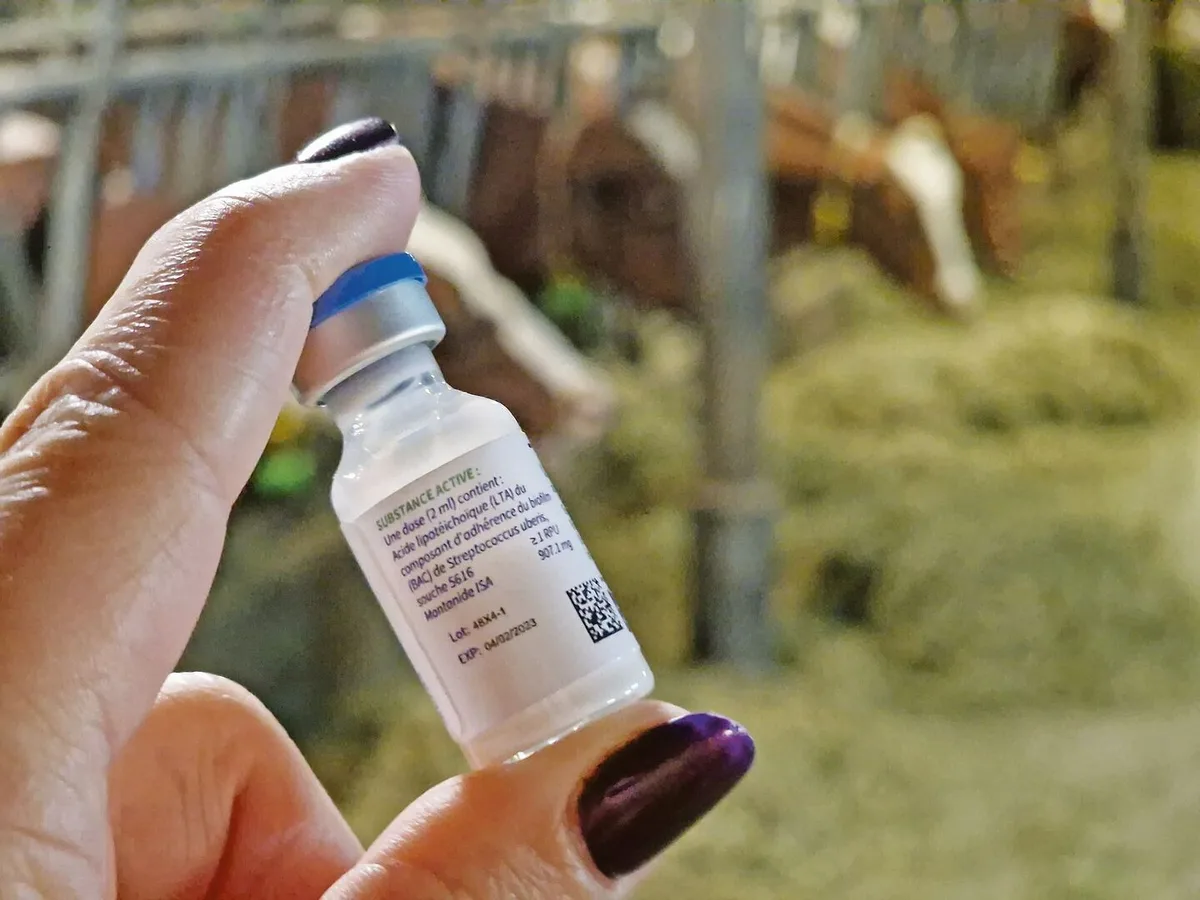 986b6f1565cd660be21358f05cc65577823bfdf22bc643613a52ef9a3e5887f8 Seit einiger Zeit ist eine Impfung gegen den Mastitis-Erreger Uberis auf dem Markt. Solche Impfstoffe werden wichtiger.