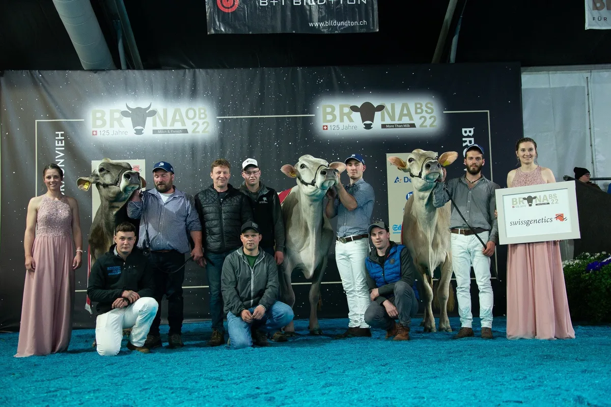 Senior_Champion Schaufenster der Brown-Swiss-Zucht