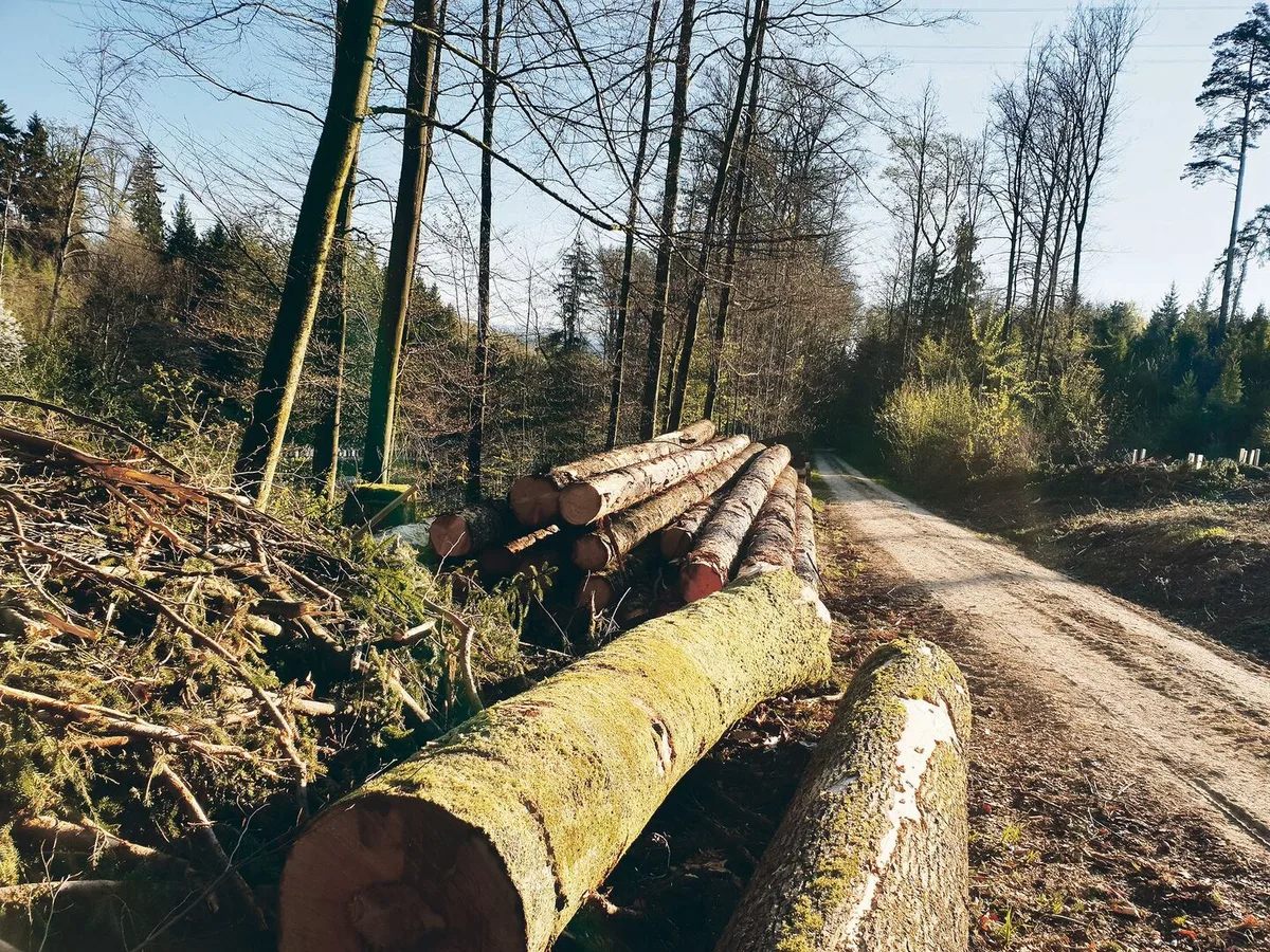 Holz ist gefragt. Dies sei der Moment, um alle Sortimente preislich gut zu vermarkten, hiess es an der Mitgliederversammlung von Wald Luzern.