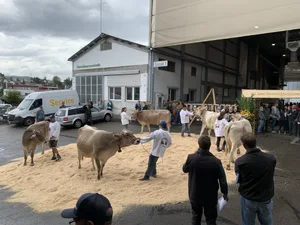 Insgesamt wurden an der Jubiläumsviehschau 88 Tiere aus dem Vereinsgebiet aufgeführt.