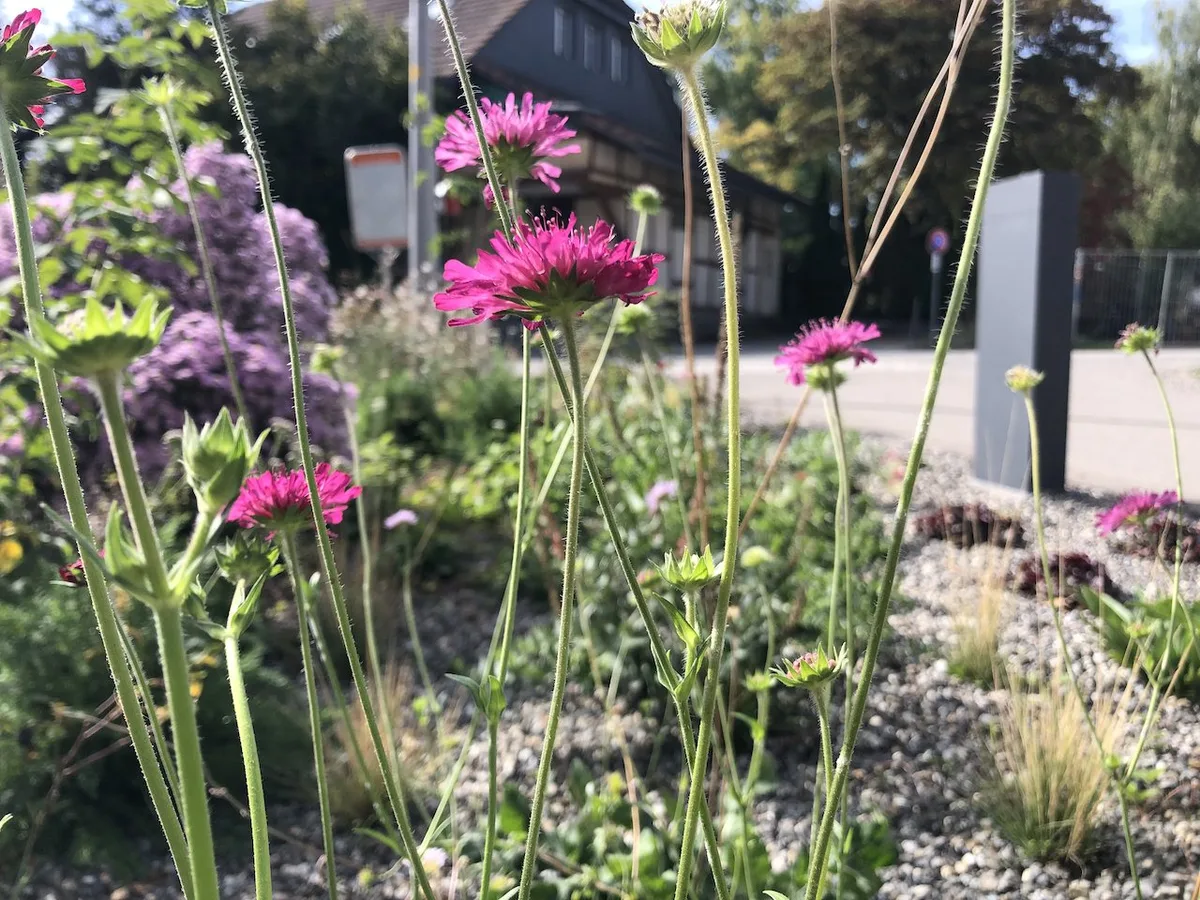 Biodiversita__t_dorf Biodiversitäts-Initiative kommt ohne Gegenvorschlag zur Abstimmung