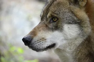WWF und Pro Natura bedauern eigenen Angaben zufolge den Abschuss der Jungwölfe, aber auch die von den Wölfen verursachten Risse. (Bild Pixabay)