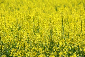 Der Marktpreis von Ölsaaten liegt für die Ernte 2022 derzeit mehr als Fr. 30.-/dt über dem Preis der Ernte 2020, was einem Anstieg von mehr als 30% entspricht.