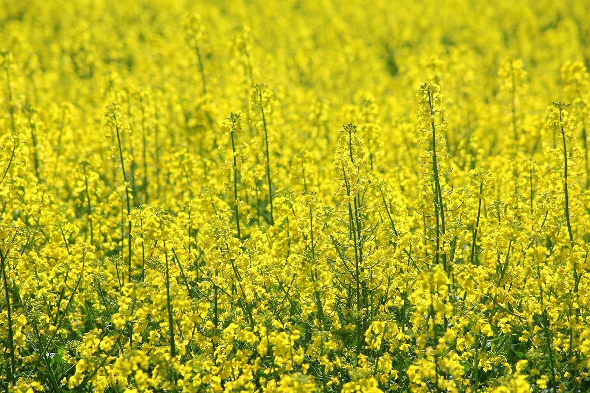 rapeseed-gc21b4c3d2_1920 IP-Suisse rechnet mit seinen Produzent(innen) ab. Die Getreide- und Rapsmarktpreise sind deutlich gestiegen