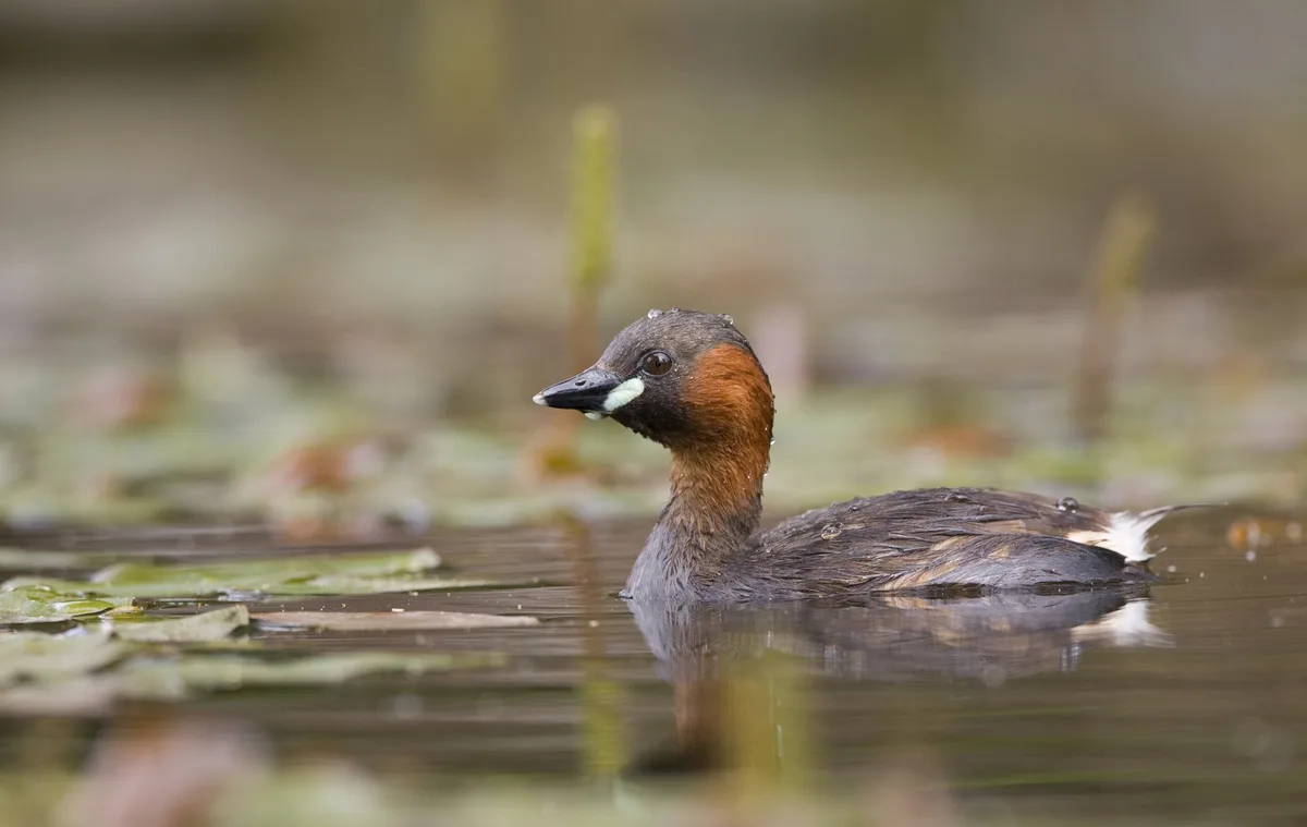 Der Zwergtaucher ist der Vogel des Jahres 2024