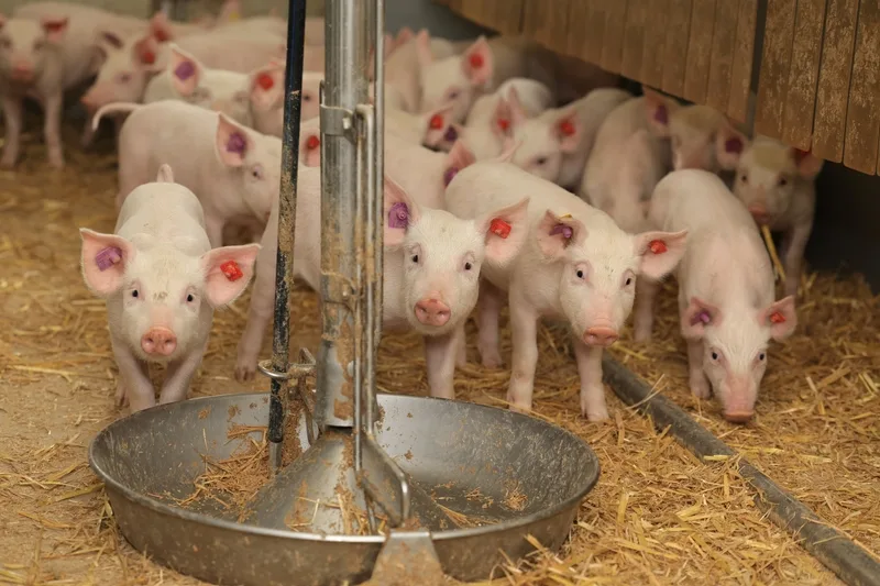 schweine_roethlisberger Pflichtlager: «Zügigere Reduktion der Tierbestände wird nicht akzeptiert»