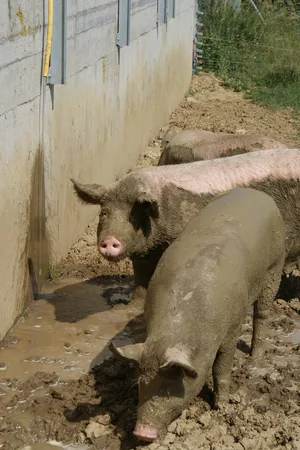 Schlamm ist die natürliche Sonnencrème der Schweine. (Bild mg)