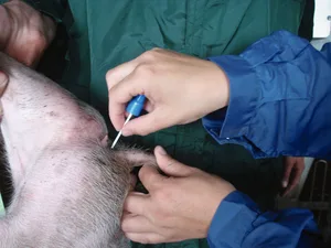 Starker oder wiederkehrender Durchfall muss in Absprache mit dem Tierarzt untersucht und behandelt werden.