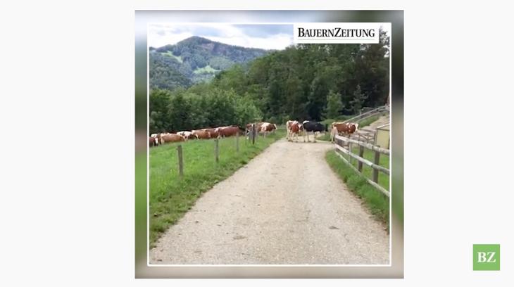 Video: Zu Besuch bei der Swiss Fleckviehkuh des Jahres 2020