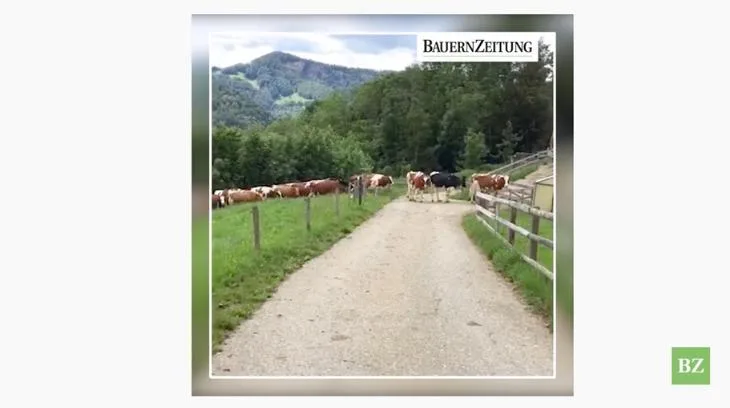 Video: Zu Besuch bei der Swiss Fleckviehkuh des Jahres 2020