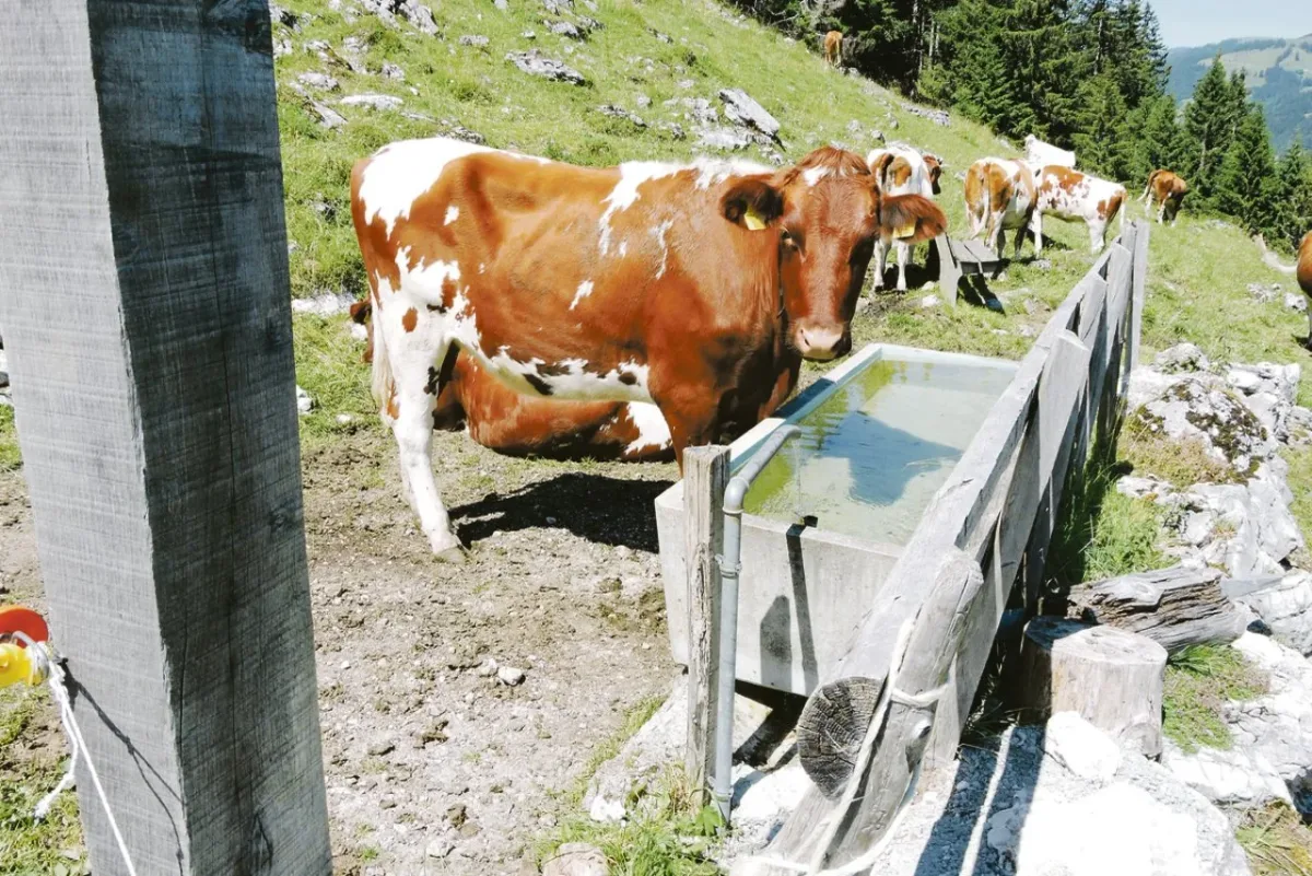 wasser Wassermangel, Wolfspräsenz und Beiträge
