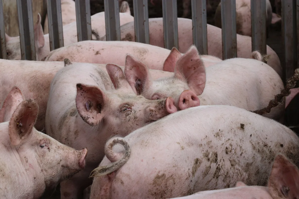 f68f0d89913267981bd0ec9ecee19287691dd271 Schweine- und auch Geflügelhaltung sei nicht generell «bodenunabhängig», findet die Luzerner Regierung. (Symbolbild rae)