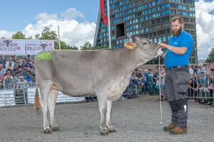 Silverstar Tochter Sandra von Verkäufer Theo Kempf, Altdorf erreichte an der Auktion vom Zuger Stierenmarkt mit 7600.- Franken den Höchstpreis.