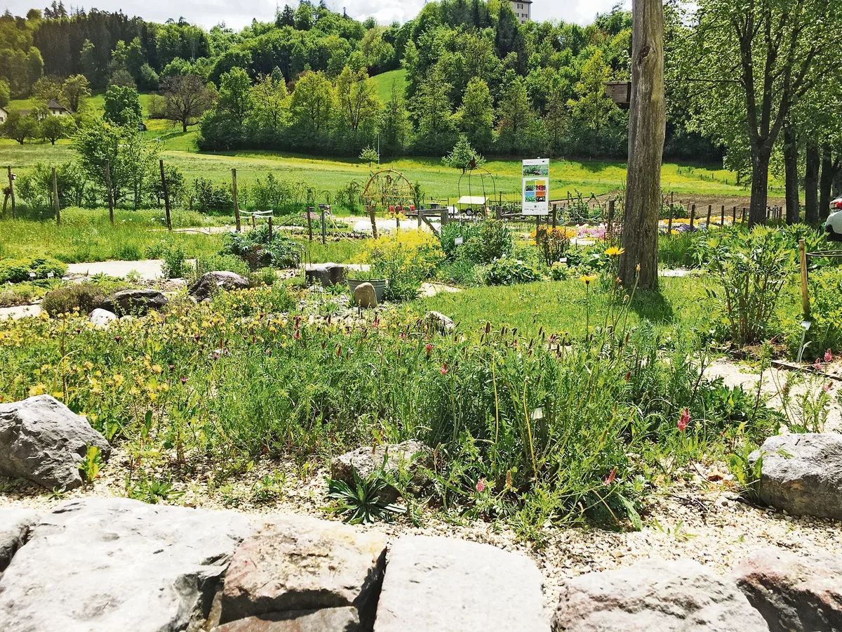 Im Liebegger Schulgarten, dem Reich von Flurina Zeindler und ihrem Team, hat es viele naturnahe Elemente. Aber auch klassische Blumenrabatten erfreuen das Auge und natürlich gibt es Gemüse und Kräuter zu ernten. (Bild Niklaus Trottmann, LZ Liebegg)
