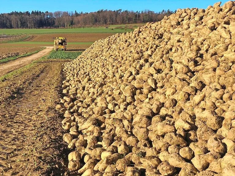 Damit in der Schweiz der Anbau von Zuckerrüben attraktiv bleibt, hat die Branche mit dem Bund einen Kompromiss beim Grenzschutz erarbeitet.