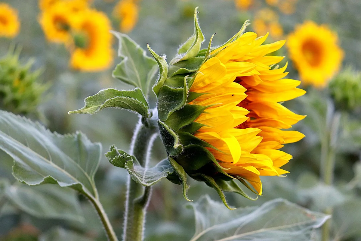 18659e1eaacecc45e07891ee3ea72c89b68a2f0c Die Sonnenblumen gewinnen an immer mehr Beliebtheit. (Bild Jacques GAIMARD/pixabay)