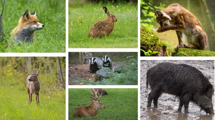 edb4c68d53306f2202f81ac4fdbe64348fe0669e Um Kulturen oder Nutztiere wirksam gegen Wildtiere zu schützen, muss man über ihre Besonderheiten und Fähigkeiten Bescheid wissen. Denn jede Art ist anders und Massnahmen müssen entsprechend angepasst werden. (Bilder Pixabay)