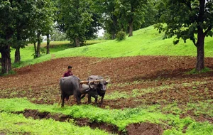 Die indische Landwirtschaft hat einen Anteil von rund 15 Prozent an der Volkswirtschaft und ist Lebensgrundlage für rund 58 Prozent der Bevölkerung. (Bild Pixabay)