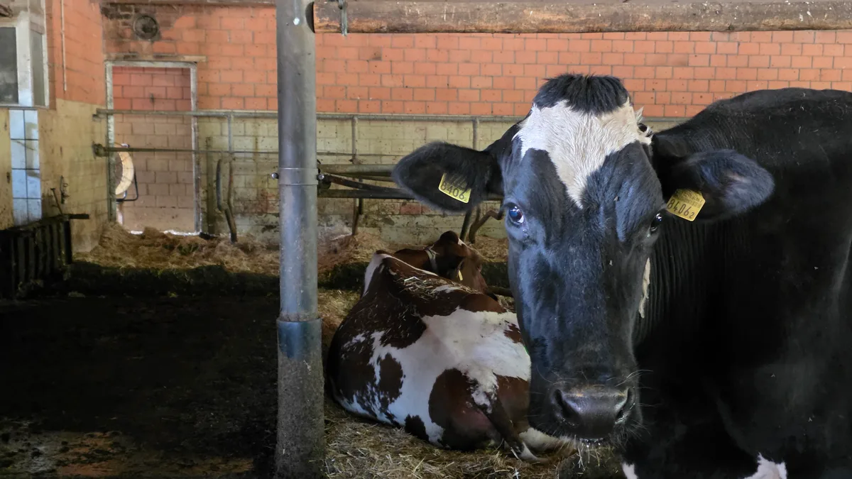 20260722_181220.jpg Diesen Sommer erkranken tausende Kühe in den Schweizer Ställen, auch in den umliegenden Ländern treten Fälle auf. Deutschland und Frankreich geben den Erreger bekannt: ein Ostobunyavirus.
