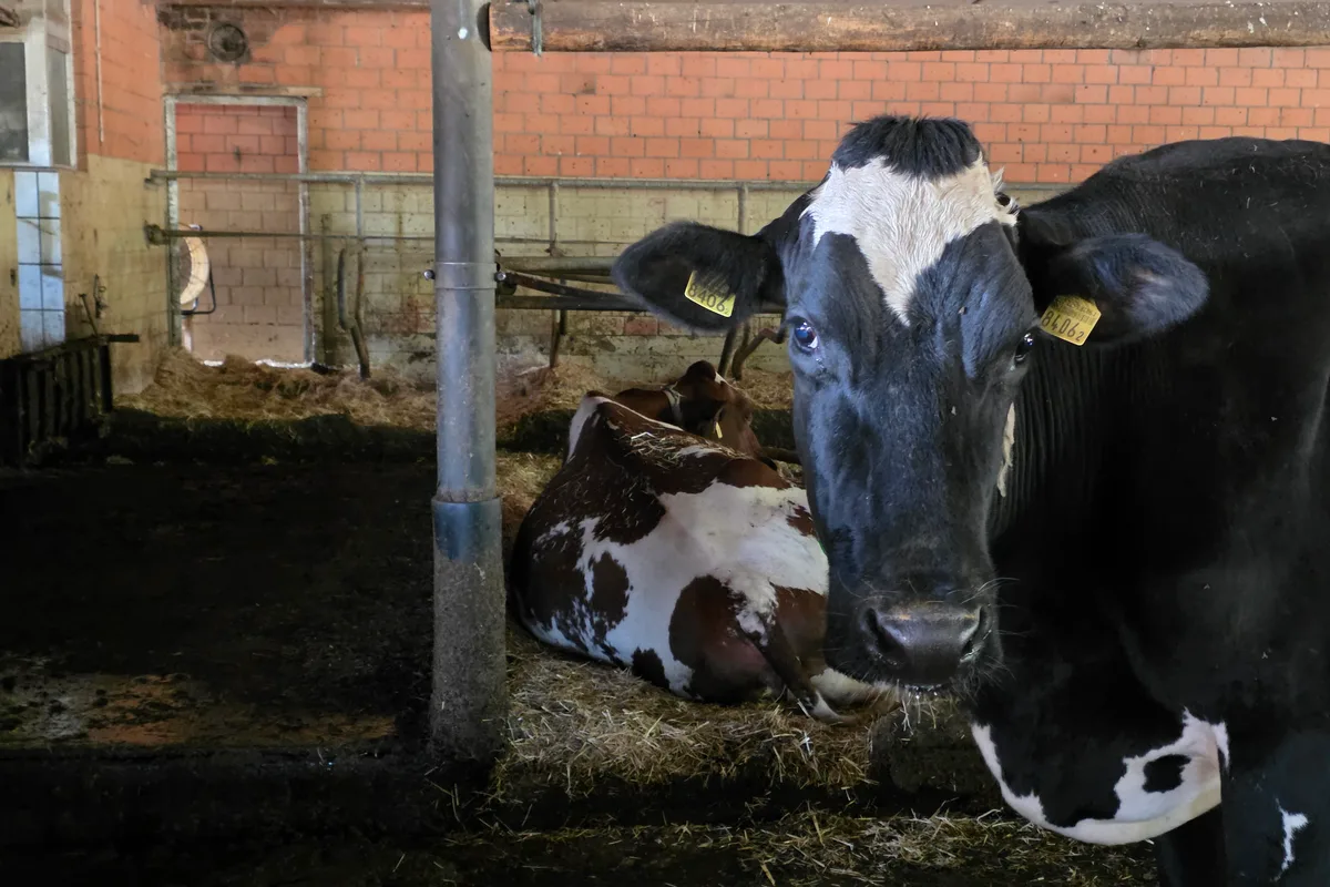 20260722_181220.jpg Diesen Sommer erkranken tausende Kühe in den Schweizer Ställen, auch in den umliegenden Ländern treten Fälle auf. Deutschland und Frankreich geben den Erreger bekannt: ein Ostobunyavirus.