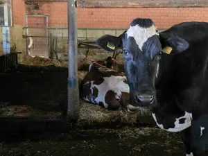 Diesen Sommer erkranken tausende Kühe in den Schweizer Ställen, auch in den umliegenden Ländern treten Fälle auf. Deutschland und Frankreich geben den Erreger bekannt: ein Ostobunyavirus.