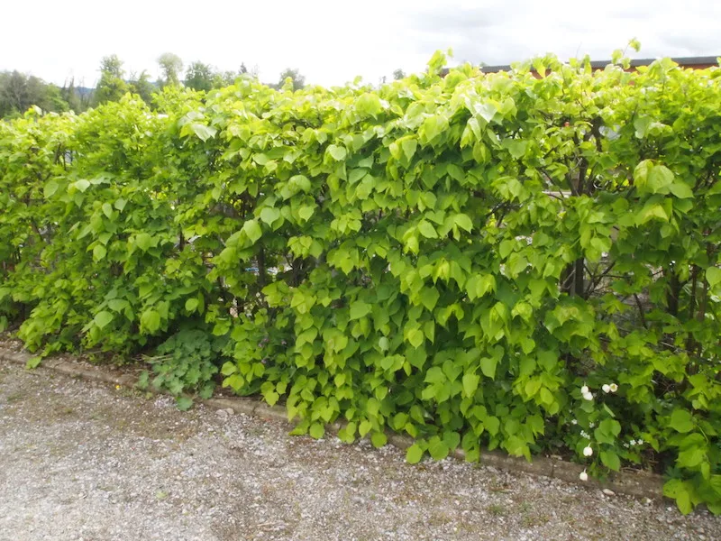 5cafbbebc79ec6b949a53874ebd68d13a42bac11 Winterlinden sieht man als Formgehölze in der Schweiz selten. Während der Blütezeit duften sie umwerfend. (Bilder Ruth Bossardt)