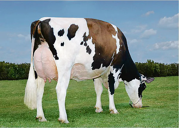 13f38a99ae60542cb492bf01d1a28a488c2f3d46 Die Mutter vom Stier Aikman, Khw-I Baxter Aika, hat Leistungen von über 16 000 kg mit 5,8 Prozent Fett.(Bild pab)