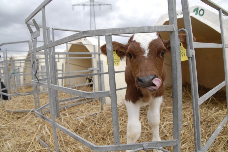 Laut Tierschutzverordnung müssen Kälber Raufutter zur freien Verfügung haben. Dadurch wird das Fleisch rötlicher. (Bild: BauZ)